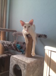 Это же маленький ориентальчик! Это просто супер-коты! Очень общительные, ласковые и разговорчивые. У меня как раз чудо такой породы дома живет )))