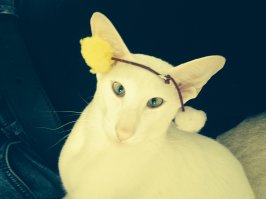 Это же маленький ориентальчик! Это просто супер-коты! Очень общительные, ласковые и разговорчивые. У меня как раз чудо такой породы дома живет )))