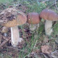 супер!
А это неделю назад я собирала под Ригой: