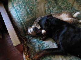 50 случаев удивительной дружбы животных