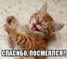 Кошки в упаковке