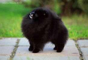 Черный шпиц на Марсе! =)