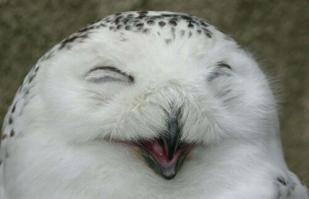 Обожаю сов!
Совы- "коты с крыльями".
Вот вам "улыбательная" сова: