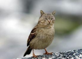 Животные, которых можно встретить в кошмарных снах