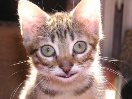 Улыбки, перед которыми невозможно устоять