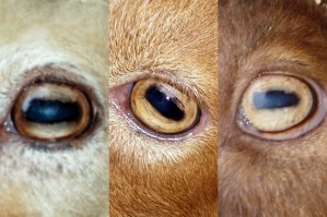 Ходячие загадки природы