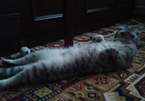 внутри кота-теплота, а снаружи-мягкота