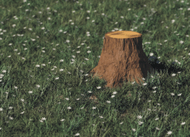 Тайны гороскопа друидов: какое я дерево?