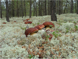 Много старых( Только сушить ,если не червивые.Мне как то знакомый сибиряк сказал: - Я в подмосковье за грибами не хожу их искать нужно.И показал примерно такое фото.Карликовые березу ,мох и насколько глаза видят шляпки белых торчат.