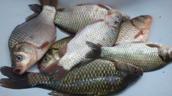 Все! Ушёл точить крючки.Бросаю работу и еду в Карелию! Московские караси надоели.