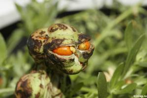 Вещи с лицами