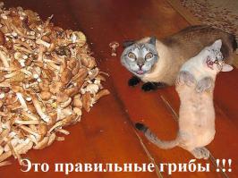  Картинки со смешными подписями