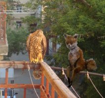 Вышел летом на балкон, а там