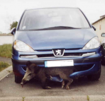 Вот поросенку не повезло