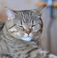 Расслабьтесь, двуногие! Мы даны вам свыше, чтобы вам было, кем восхищаться.