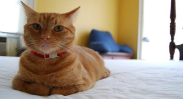 Вообще не пью. Ни грамма !