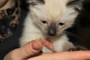 А этот у тёщи живет) Такие тоже нравятся)