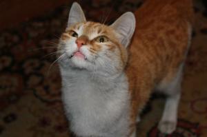 Мой рыжий котэ)) Рыжих люблю почему-то)) Но он у меня молодец) Мышек ловит исправно)