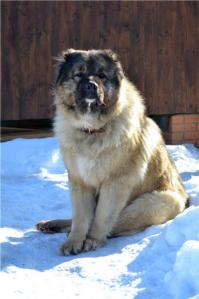 Странно, а куда отнести мою любимую медведицу? Да средне-азиатских овчарок тут не увидел.