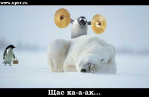  35 милейших фотографий как тусуются пингвины