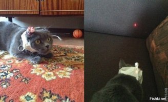 Лучшая игрушка для кота