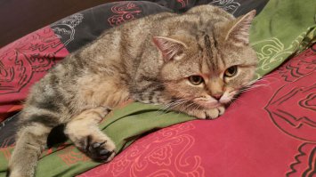 Спасибо!:)
Мы с женой тоже балдеем когда вспоминаем.
К нам тогда еще наряд милиции приехал, соседи подумали у нас тут драка)))
Кстати вот и герой того случая! Грустный видать потому, что вообще не понял что тогда произошло))