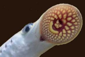 Я им бошки отрезаю, тогда процесс спокойней идет, тем более, что головы противно хрустят при потреблении;)