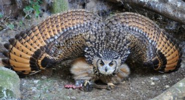 Загадочная красота сов