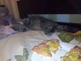 А вот моё сладко-спящее котэ