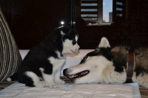 Хаски - это очень умные, но хитрые собаки. Если к ним подобрать свой подхот, то они будут 100% тебя слушаться и уважать. И им не нужна квартира 100500 кв. метров, просто нужно пояснить где и как себя вести и что можно, а что нет. У самого живет хасюк, а также воспитывался его сынуля и все цело, не разбито и не подрано...