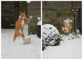 Кошки ,которые очень редко выходят из дома
