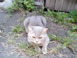 Уличные котики