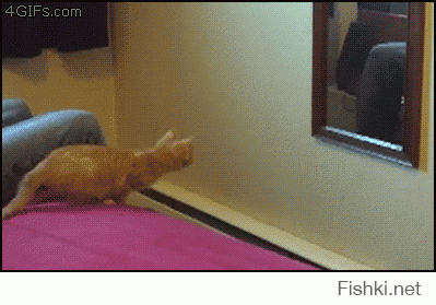 Неудачный прыжок кота