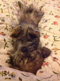 21 собака, знающая, как поудобнее устроиться на диване 