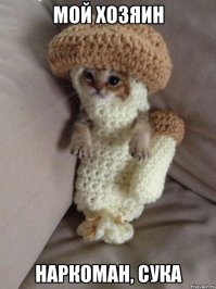 Как не стоит вести себя с котом 