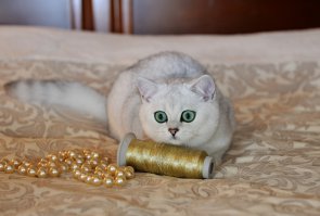 Британцы, серебристые затушеванные шиншиллы - Полина и Тэди...