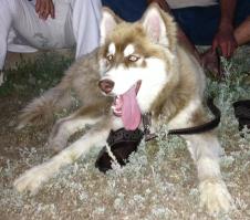 спасибо ребята, вы очень крутые))
вот мой зверь)