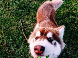 а вот мой добрый зверь)