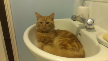 Мой кот видать "баркованный", он не интересуется клавиатурами и коробками, любит воду, и обажает валятся в раковине от умывальника..