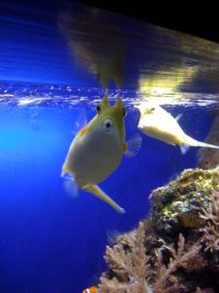 Животные, которые любят фотографироваться 