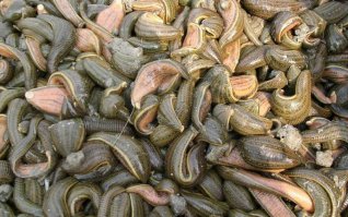 Гигантская амазонская пиявка, выделяет в кровь вещество растворяющее тромбы.