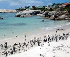 Пингвины и так есть в Африке! 
Очковый (африканский) пингвин - Spheniscus demersus

Image Пингвин получил название за специфический рисунок на голове. Имея верхнюю сторону тела черную, а нижнюю белую, очковый пингвин хорошо отличается наличием на груди узкой черной подковообразной полосы, которая спускается по бокам туловища к лапам. Кроме того, белая полоса огибает сзади бока головы и щеки очкового пингвина и затем идет вперед к глазам и далее в направлении клюва, но не доходит до него. Длина туловища очковых пингвинов 61-86 см. Единственный африканский вид пингвинов, гнездится на южном и юго-западном побережье Африки, омываемом холодным Бенгельским течением. В связи с освоением гнездовых биотопов человеком. за последнее столетие численность очковогопингвина упала в десятки раз и сейчас оценивается в 50000-170000 пар.

Image Очковые пингвины практически оседлы, внегнездовыекочевки совершают недалеко от берега, питаются мелкой стайной рыбой (в основном мальками сельди, анчоусов, сардин), которой богаты холодные течения. Предпочитаемый размер добычи 5-12 мм.

 Начало сезона размножения зависит от климатических условий. На северо-западе ареала пик насиживания приходится на ноябрь-январь, на юго-западе - на май-июль, на востоке - на апрель-июнь. Выкармливание длится до 80 дней. Птенцы покрыты буровато-серым пухом, первый юношеский наряд серовато-голубой, без ярких полос и узоров. К размножению приступают с 4 лет.