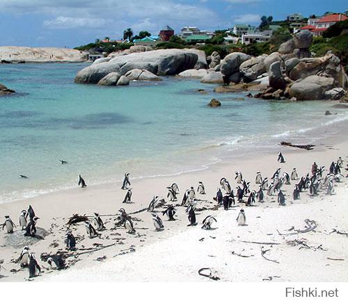 Пингвины и так есть в Африке! 
Очковый (африканский) пингвин - Spheniscus demersus

Image Пингвин получил название за специфический рисунок на голове. Имея верхнюю сторону тела черную, а нижнюю белую, очковый пингвин хорошо отличается наличием на груди узкой черной подковообразной полосы, которая спускается по бокам туловища к лапам. Кроме того, белая полоса огибает сзади бока головы и щеки очкового пингвина и затем идет вперед к глазам и далее в направлении клюва, но не доходит до него. Длина туловища очковых пингвинов 61-86 см. Единственный африканский вид пингвинов, гнездится на южном и юго-западном побережье Африки, омываемом холодным Бенгельским течением. В связи с освоением гнездовых биотопов человеком. за последнее столетие численность очковогопингвина упала в десятки раз и сейчас оценивается в 50000-170000 пар.

Image Очковые пингвины практически оседлы, внегнездовыекочевки совершают недалеко от берега, питаются мелкой стайной рыбой (в основном мальками сельди, анчоусов, сардин), которой богаты холодные течения. Предпочитаемый размер добычи 5-12 мм.

 Начало сезона размножения зависит от климатических условий. На северо-западе ареала пик насиживания приходится на ноябрь-январь, на юго-западе - на май-июль, на востоке - на апрель-июнь. Выкармливание длится до 80 дней. Птенцы покрыты буровато-серым пухом, первый юношеский наряд серовато-голубой, без ярких полос и узоров. К размножению приступают с 4 лет.