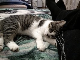 Хозяин! Зачем нам мыши, вдвоем что ли плохо?