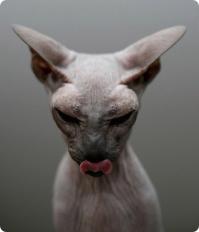 Фишкина солянка за 17.09.2014 