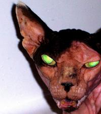 Фишкина солянка за 22.11.2014