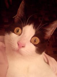 Ну вот моя кошка например. Как с нами драться, так она первая, ворчит, вырывается, потом вообще на крик переходит, а как с уличной кошечкой столкнулась, правда она (уличная) была настроена решительно и появилась неожиданно, так наша Дюймова и описалась и обкакалась, да еще и в двух местах.