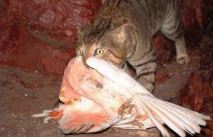 Они какие-то другие, не такие, как наши домашние котики. От взгляда некоторых аж мурашки по коже.