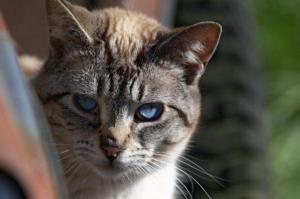 Они какие-то другие, не такие, как наши домашние котики. От взгляда некоторых аж мурашки по коже.