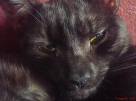 Эх, был у меня любимый кот Васятка, и случился у него приступ мочекаменной болезни, причем приступ страшный, как потом выяснилось, он себе от боли свой кошачий пинус откусил. А я не знал, мне мама не стала подробности рассказывать, что все очень плохо и в этот раз идет к концу. Так бы я хоть если не на лечение, хоть бы на усыпление денег раздобыл, что б он так не мучился. Наверное, можно сказать, что я его бросил. Но я же не знал! 
Но на следующий день, когда я пришел домой, у меня на кухне сидел голубь. Я не склонен думать, что это был плохой знак или как там принято думать в данной ситуации. Это Васятка ко мне прилетел попрощаться. Эх, хороший был кот, думаю мы с ним еще встретимся.